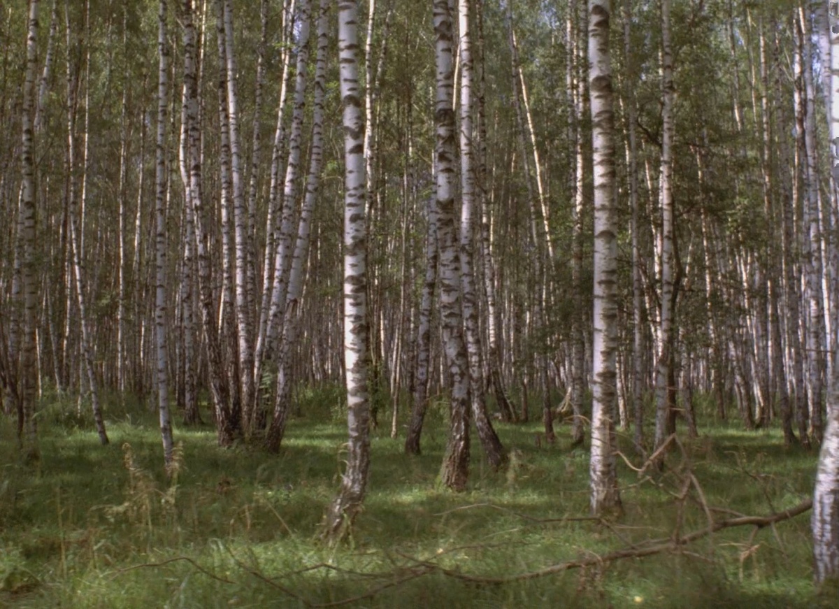 Кадры из Сны (2009)