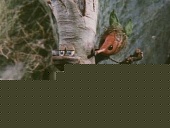 Приключения домовёнка Кузи (1986)