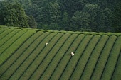 Траурный лес (2007)
