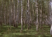 Сны (2009)
