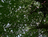 Бабочка (1973)